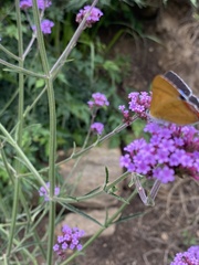 Heliophorus moorei