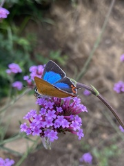 Heliophorus moorei