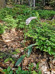 Dactylorhiza fuchsii