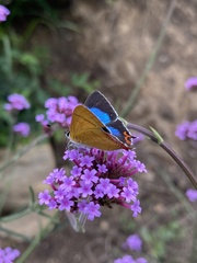 Heliophorus moorei