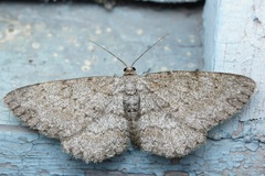 Hypomecis punctinalis