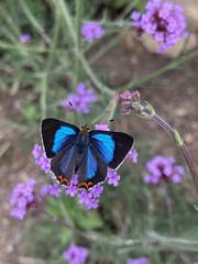 Heliophorus moorei