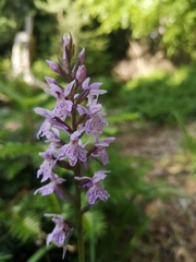 Dactylorhiza fuchsii