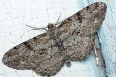 Peribatodes rhomboidaria