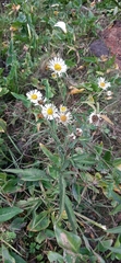 Asteraceae