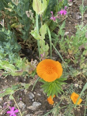 Eschscholzia californica