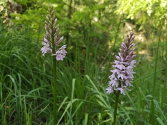Dactylorhiza fuchsii