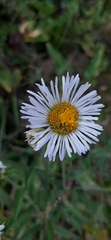 Asteraceae