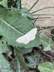 Geometridae