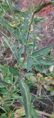 Asteraceae