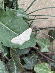 Geometridae