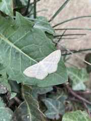 Geometridae