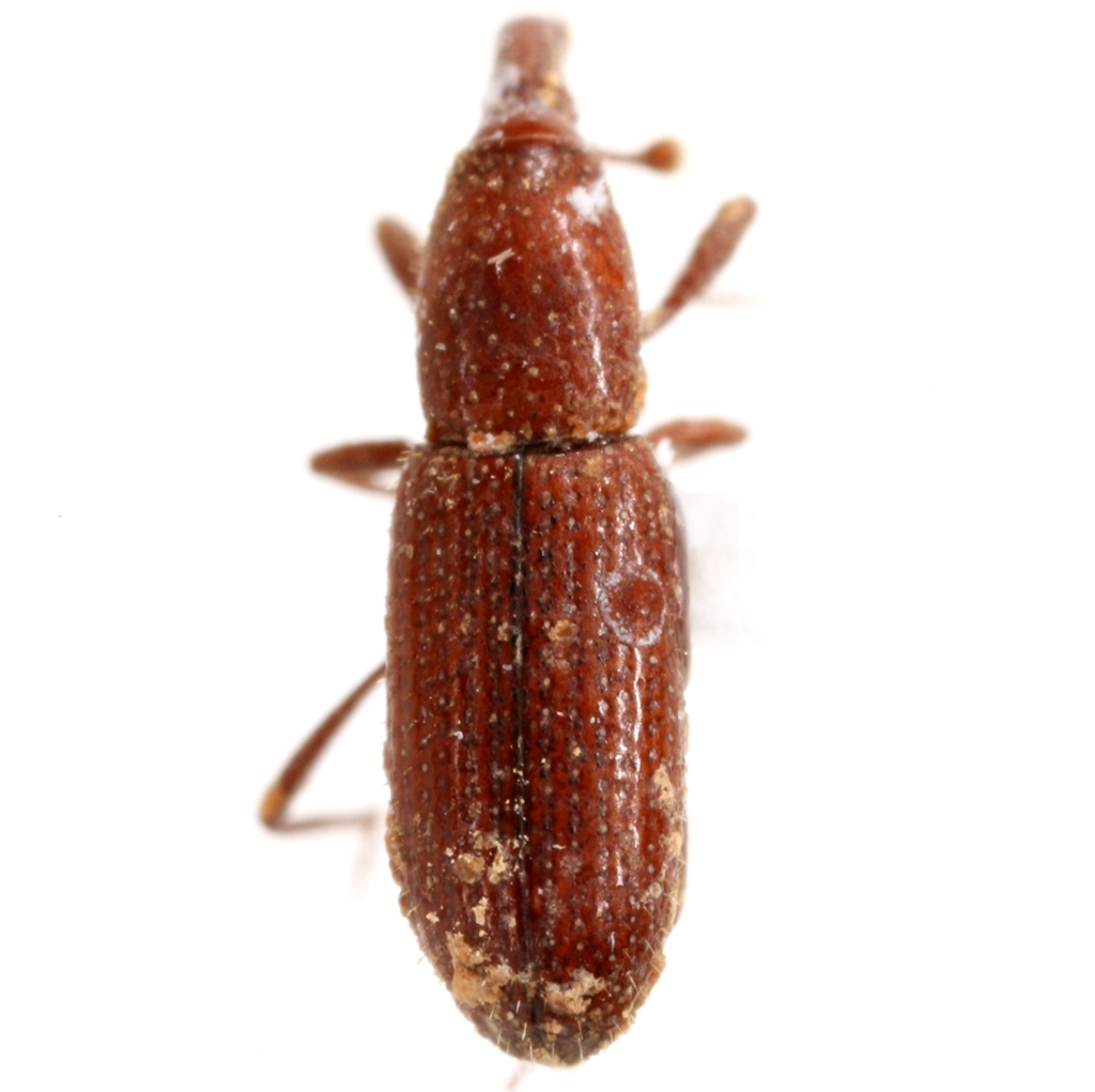 Lymantes nadineae