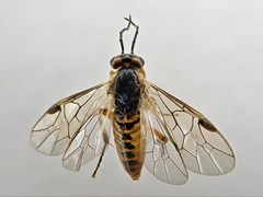 Pristiphora saxesenii