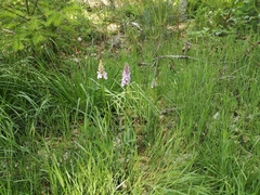 Dactylorhiza fuchsii