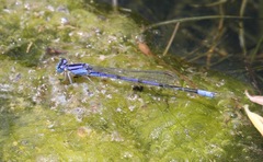 Enallagma semicirculare