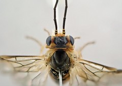 Pristiphora saxesenii