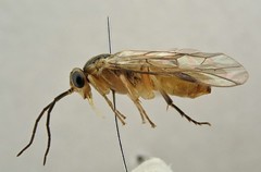 Pristiphora saxesenii