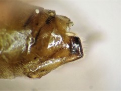 Pristiphora saxesenii