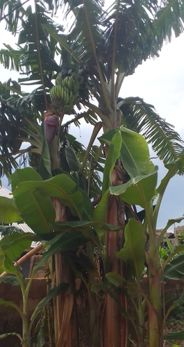 Plantain