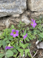 Oxalis latifolia