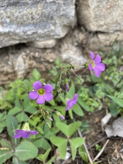 Oxalis latifolia