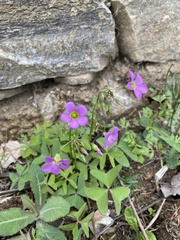 Oxalis latifolia