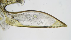 Pristiphora saxesenii