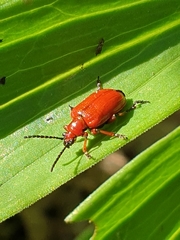 Lilioceris merdigera