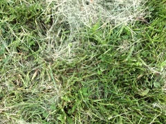 Zoysia