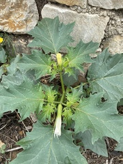 Datura stramonium