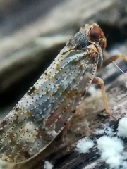 Tachycixius pilosus