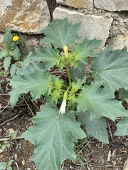 Datura stramonium