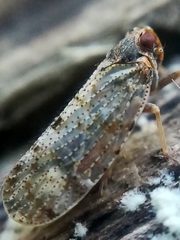 Tachycixius pilosus