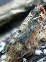Tachycixius pilosus