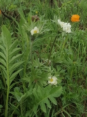 Anemonastrum crinitum