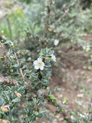 Cotoneaster microphyllus