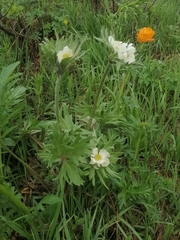 Anemonastrum crinitum