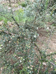 Cotoneaster microphyllus