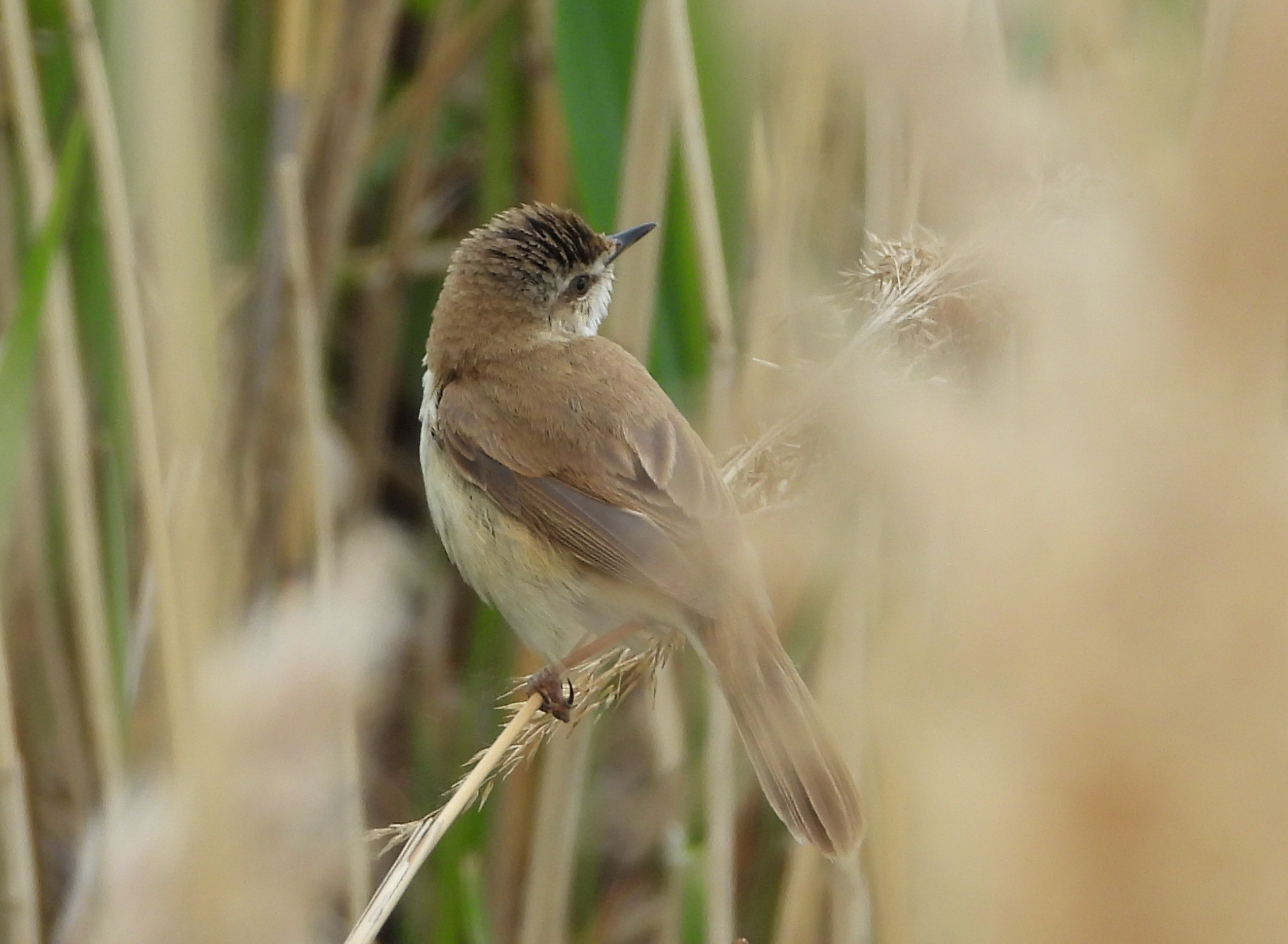 Paddyfield Warbler