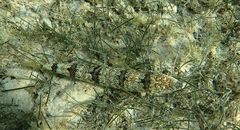 Synodus dermatogenys