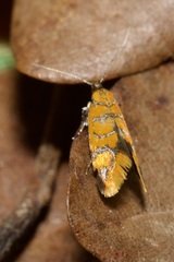 Promalactis procerella