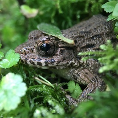 Glandirana rugosa