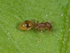 Temnothorax schaumii