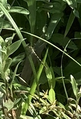 Onychogomphus forcipatus