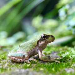 Hyla japonica