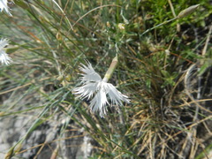 Dianthus lumnitzeri