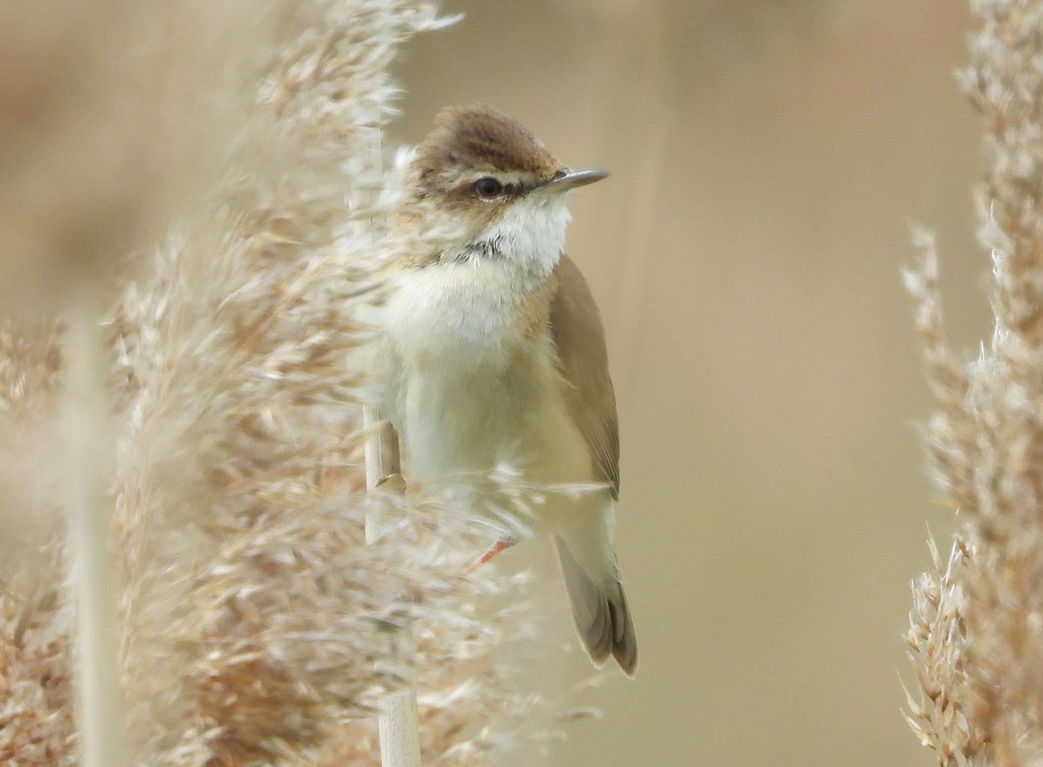 Paddyfield Warbler