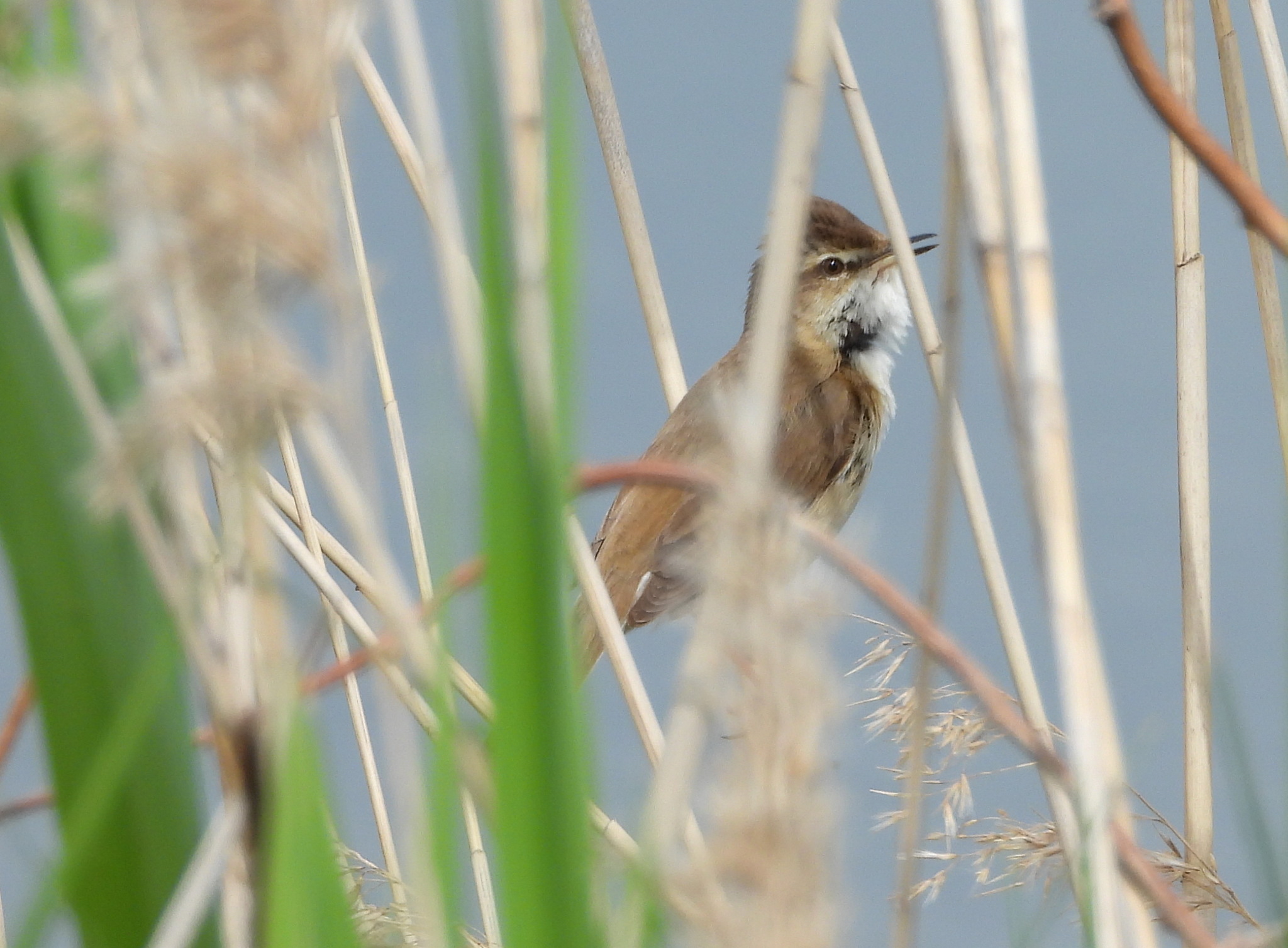 Paddyfield Warbler