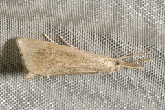 Pseudobissetia terrestrellus